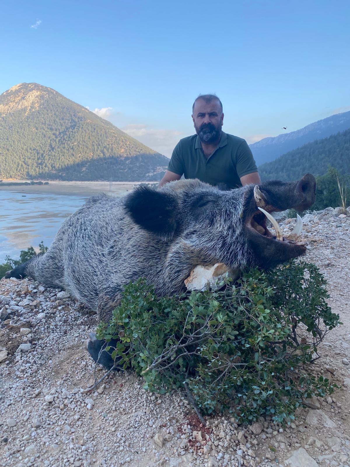 Trophy wild boar and mountain landscape in the Taurus Mountains near Antalya
