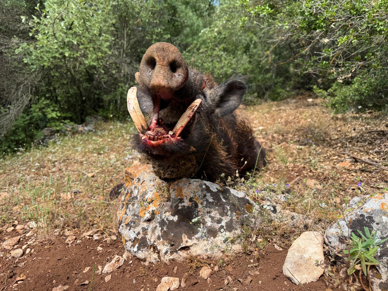 Licensed hunting tour field setup