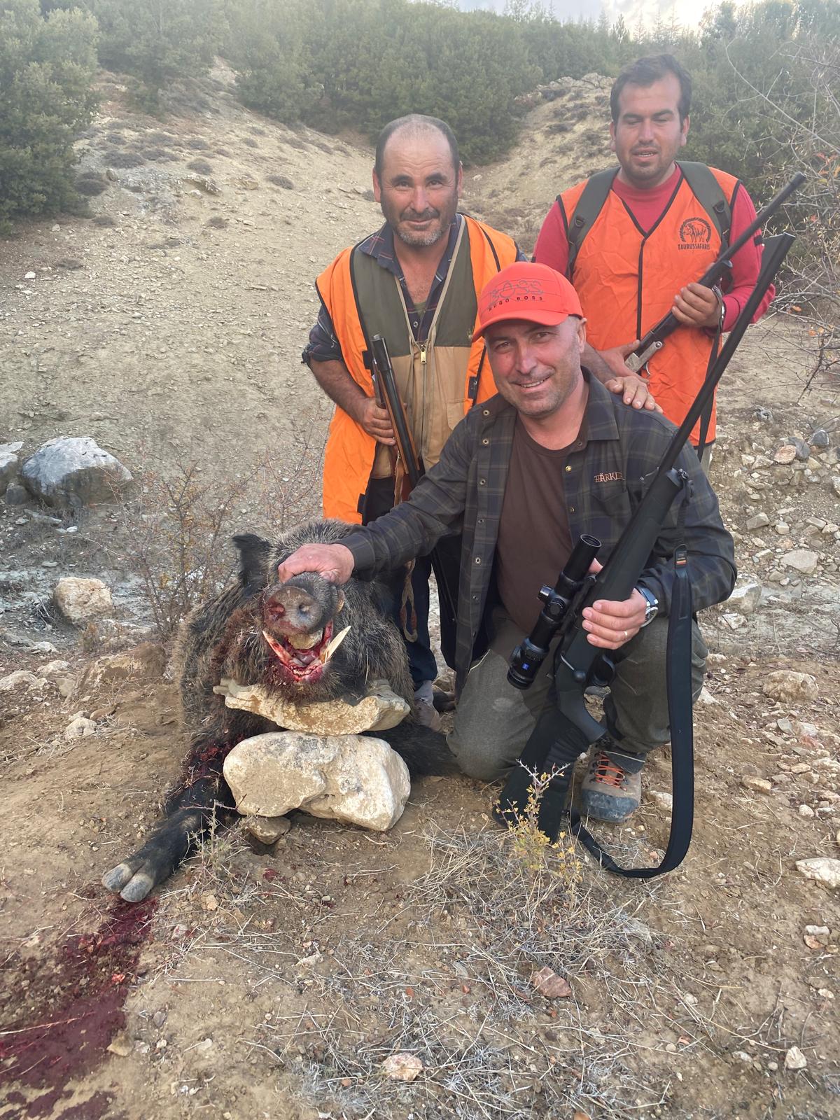 Driven wild boar hunt in unfenced terrain