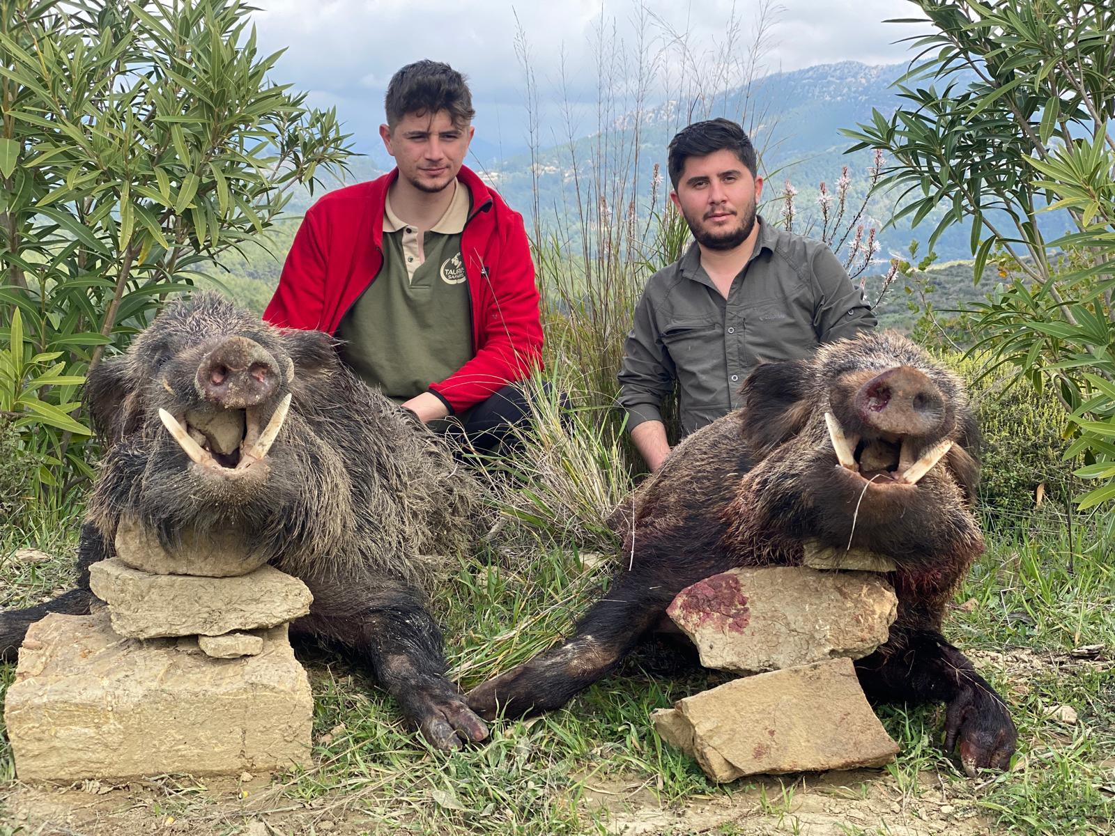 Licensed wild boar hunt field photo